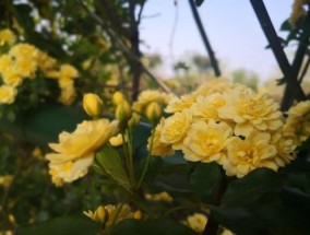 黄木香的种植方法和时间 盆栽黄木香种植方法