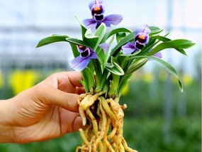 紫兰花的图片大全 欣赏史上最全的兰花