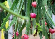 火龙果种植方法和注意事项（温度、湿度等）