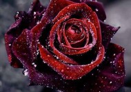 献给艾米丽的玫瑰赏析玫瑰的含义 献给艾米丽的玫瑰内容梗概