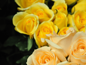 黄色玫瑰花的花语是什么（七夕为什么不能送黄玫瑰）