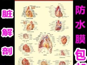 人体心脏的位置图片 人体图片心脏在哪个部位