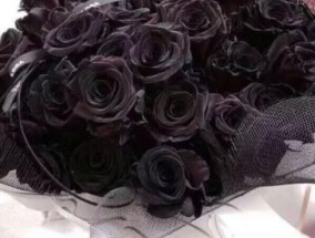 黑玫瑰一生只能送一个人吗 黑玫瑰一生只能送一个人吗女
