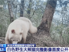 全球唯一白色大熊猫影像首公开：已经成年了！