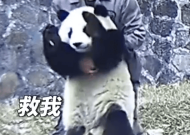 熊猫胡萝卜卡喉饲养员海姆立克施救 科普海姆立克方法如何操作！