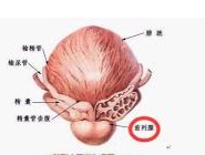 前列腺的位置在哪 前列腺的具体位置在哪个地方