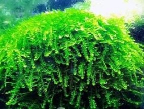 中国十大海藻肥排名(国内海藻肥企业排名)