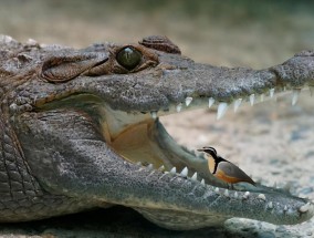 牙签鸟和鳄鱼的关系 鳄鱼和牙签鸟是互利共生吗
