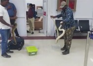 画面瘆人！印度机场从一女子包中搜出22种蛇！