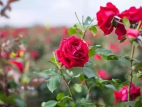 墨红玫瑰花的功效与作用及禁忌 玫瑰花茶有哪些功效