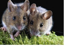 老鼠吃什么食物为主 老鼠的生活特征