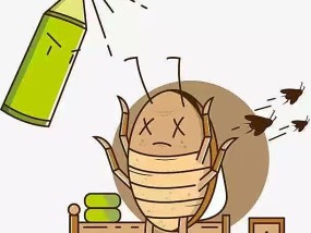 打死蟑螂会引来更多蟑螂吗 死蟑螂还能繁殖吗