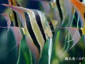 热带鱼种类名称及图片（30种常见热带观赏鱼的名子）