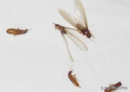 白蚁怎么消灭最有效方法百度百科，白蚁怎么消灭才干净