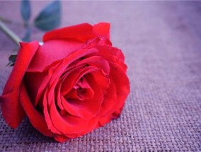 11朵玫瑰花语是什么意思然后送花的时候怎么说 520送玫瑰花表白语