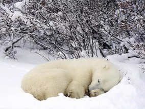 北极熊是否会进行冬眠（北极熊是否具备冬眠能力）