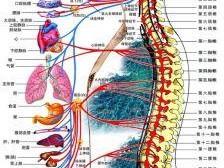 人体的结构图 人体膝关节的结构图