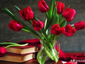 红色郁金香花语和寓意诗句 多种颜色的郁金香