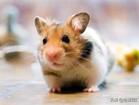 怎么彻底清除老鼠的屎尿味 怎么用老鼠药
