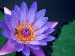紫色睡莲花语和象征意义 各种颜色的花语