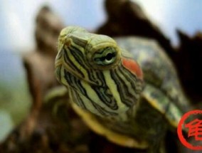 古巴彩龟图片大全 野生的巴西龟和你养的巴西龟