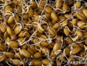 炒麦芽的功效与作用的功能与主治 麦芽的药性与功效