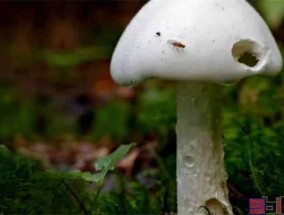 中国十大毒蘑菇图片 死亡天使蘑菇有毒吗