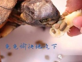 乌龟开食妙招(乌龟冬眠开食妙招)