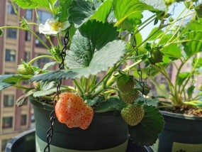 草莓季节什么时候结束的 盆栽草莓的养殖方法和注意事项:喜温凉气候