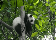 冷知识！大熊猫近视高达800度：只能看清几米之内物体！