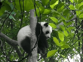 冷知识！大熊猫近视高达800度：只能看清几米之内物体！