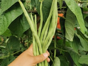 无架豇豆的种植时间和方法 豇豆栽培管理技术