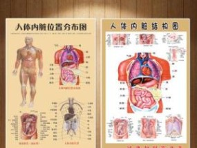人体内脏结构图 人体内脏结构图胃的位置