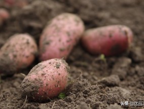 红薯是整个种还是切块种视频 栽红薯的技巧