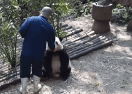 熊猫饲养员谭金淘“出圈” 51岁已被游客喊了十多年谭爷爷！