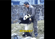 “生命的拥抱”！熊猫“蔓越煤”胡萝卜卡喉 饲养员海姆立克法施救 
