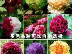 中国花卉名称大全(中国花卉名称大全100种)