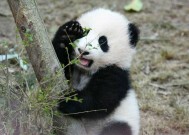 熊猫的生活习性（介绍熊猫的食性、行为、繁殖等方面的生活习性）
