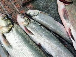翘嘴鱼多少钱一斤市场价2022 翘嘴鱼是淡水还是海水