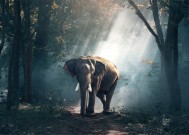 梦到了养大象是什么预兆