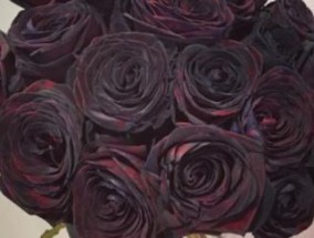 厄瓜多尔黑玫瑰的花语是什么 厄瓜多尔红白玫瑰花语