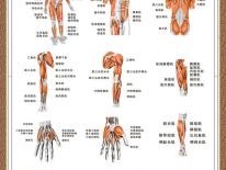 人体结构示意图 人体结构示意图器官背后