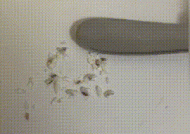 米虫吃了对人体有害吗百科 米虫是怎么长出来的