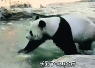 两只旅俄大熊猫体重和人气齐升：吃得香 住得好！