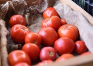 我国构建世界首个番茄超泛基因组：能让番茄更好吃、产量多6成！