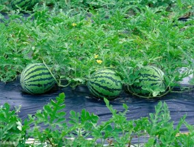 北方西瓜什么时候种植最好 西瓜的种植方法和时间西瓜怎么种植