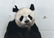 园方回应熊猫阿宝耳朵被咬成V形：繁殖期太激动 没大碍！