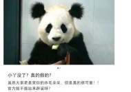 大熊猫“小丫”确认已去世：曾因两个潦草“丸子头”走红！