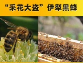 新疆蜂蜜壮阳，新疆伊犁黑蜂原蜜