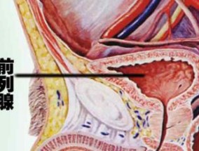 前列腺是哪个地方 前列腺的位置在什么地方